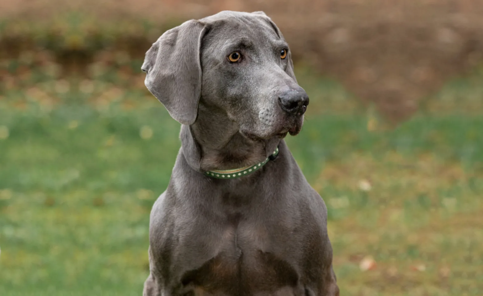Grey Dog at Clover Valley Veterinary Services